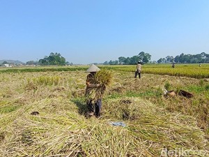 Sawah Mengering Bikin Petani di KBB Terpaksa Panen Dini