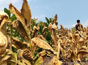 Penjualan Tembakau Turun, Petani Waswas