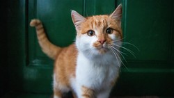 4 Cara Sederhana Menghilangkan Bau Kucing di Rumah