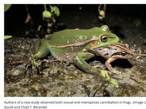 Langka! Ilmuwan Temukan Katak Betina Terkam Katak Jantan Usai Kawin