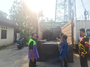 Bak Aksi Laga! Polisi Kejar Pencuri Kerbau di Bogor Berujung Mobil Dilempari