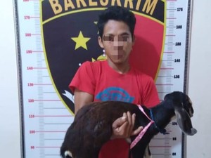 Pria di OKU Nekat Curi 5 Kambing Pak Kades