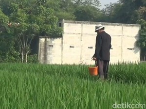 Panen Raya, Produksi Padi di Purwakarta Tembus Ratusan Ton
