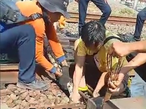 Sanca Besar Nyelip di Sela Rel KA di Matraman, Dievakuasi Ramai-ramai
