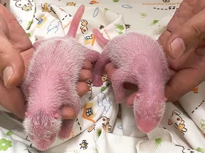 Panda Betina Tertua di Hong Kong Lahirkan Bayi Kembar