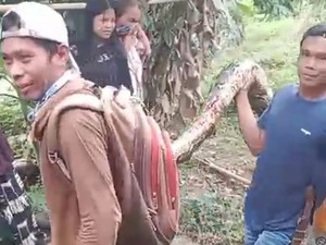 Nek Maga Ditemukan Bersimbah Darah Ternyata Sempat Ditelan Piton 4,5 Meter