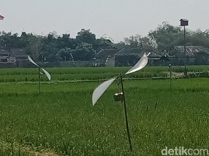Kreatif! Petani Ngabeyan Klaten Bikin Kincir Pengusir Tikus dan Burung