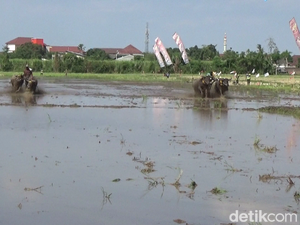 Seru! Tradisi Karapan Kerbau Sambut Musim Tanam dan HUT RI di Lumajang