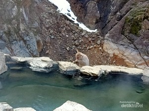 Menjelajahi 3 Ikon Wisata Prefektur Nagano, Ada Monyet Salju