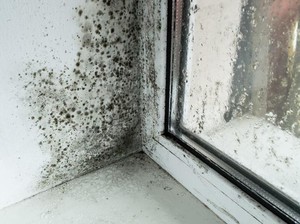 Hiii... Ternyata Ini Area Paling Jorok dan Penuh Jamur di Dapur