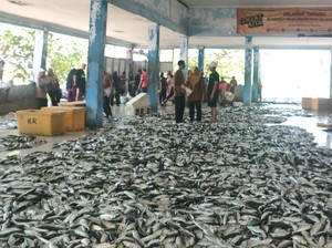 Senyum Manis Nelayan Pangandaran Kala Tangkapan Ikan Melimpah