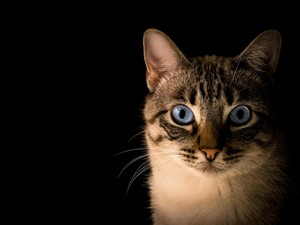 Kenapa Kucing Liar Suka Datang ke Rumah? Ini 9 Penyebabnya
