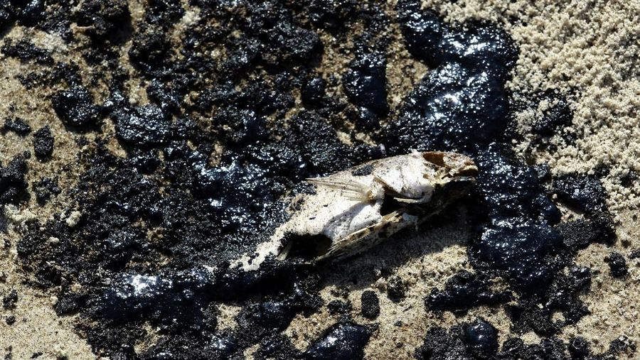 Tumpahan minyak terlihat di laut dan menutupi bebatuan di pantai dekat kilang minyak negara Venezuela PDVSA El Palito, di Boca de Aroa, Venezuela 16 Agustus 2024. (REUTERS/Juan Carlos Hernandez)