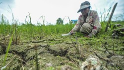 Alang-alang Dulu Dianggap Gulma, Peneliti IPB Sulap Jadi Alat Lawan Hama Padi