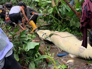Kronologi Buaya 4 Meter Mangsa Wanita-Perutnya Dibelah Warga di Buru Selatan