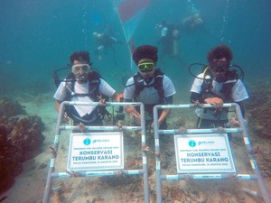 Pelindo Terminal Petikemas Tanam 632 Bibit Terumbu Karang di Pulau Pahawang