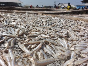 Merajut Asa dari Ikan Teri di Pantai Baro Cirebon