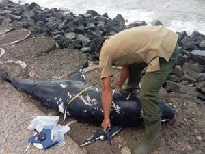 Nasib Pilu Lumba-lumba Risso di Pangandaran