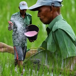 Nasib Petani RI Terpinggirkan: Pilih Joget Sadbor di TikTok Demi Cuan