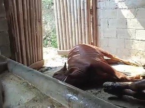 21 Ekor Sapi di Kota Batu Mati Mendadak, Dokter Ungkap Penyebabnya