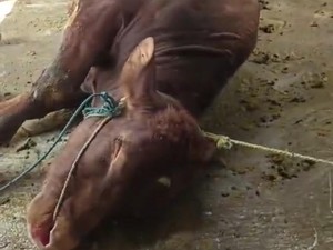 Puluhan Sapi di Kota Batu Mati Mendadak, Peternak Resah