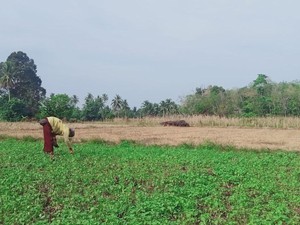 Imbas Musim Kemarau, Sawah di Musi Rawas Disulap Jadi Kebun Sayur