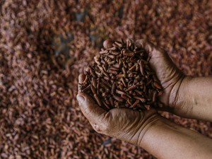 Pernyataan FDA soal Dugaan Cengkeh Asal RI Terkontaminasi Radioaktif Cs-137