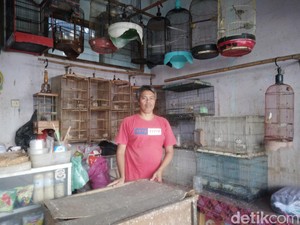 Kisah Budi Kipli, Dijuluki Joki Rp 1 M Berkat Burung Murai Batu
