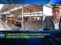 Program MBG Prabowo Siap Dimulai, Peternak Ayam Hingga Sapi Ikut Cuan?