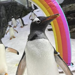 Sphen Si Penguin Gay yang Terkenal Mati di Aquarium Sydney