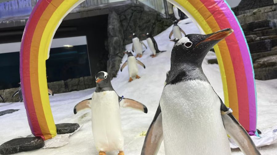 Magic dan Sphen (kanan) berpose dengan pelangi Pride. (Supplied: Sea Life Sydney Aquarium)