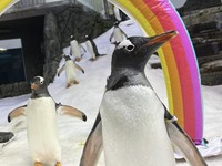 Sphen Si Penguin Gay yang Terkenal Mati di Aquarium Sydney