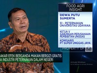 Pasok Ayam & Telor, Peternak Senang Makan Gratis Prabowo Siap Dimulai