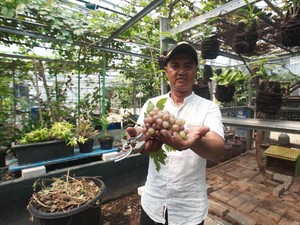 Taktik Dani Arwanto, Ubah Gang Kumuh Jadi Lumbung Pangan
