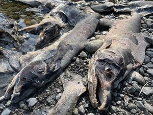 Ikan Salmon Pasifik Berubah Jadi Zombie Setelah Bertelur, Begini Prosesnya