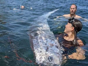 Asal Muasal Oarfish Disebut Ikan Hari Kiamat