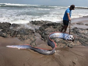 Benarkah Kemunculan Ikan Oarfish Pertanda akan Ada Bencana Alam? Begini Penjelasannya