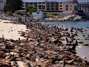 Penampakan Ratusan Singa Laut Nongkrong di Pantai San Carlos California