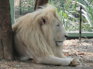 Hampir Tak Berjarak dengan Singa Putih di Ancol
