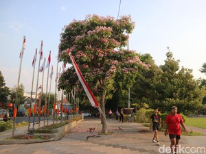Tabebuya di Alun-alun Pati Bermekaran, Jalan Sore Makin Betah