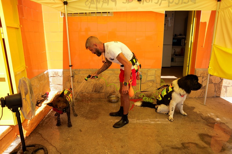 Pantai Levante di Spanyol memiliki sekelompok anjing yang terlatih untuk menyelamatkan pengunjung yang terbawa arus air. (REUTERS/Jon Nazca) Pantai Levante di Spanyol memiliki sekelompok anjing yang terlatih untuk menyelamatkan pengunjung yang terbawa arus air. (REUTERS/Jon Nazca)