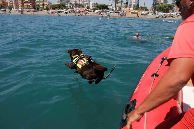 Pantai Levante di Spanyol memiliki sekelompok anjing yang terlatih untuk menyelamatkan pengunjung yang terbawa arus air. (REUTERS/Jon Nazca) Pantai Levante di Spanyol memiliki sekelompok anjing yang terlatih untuk menyelamatkan pengunjung yang terbawa arus air. (REUTERS/Jon Nazca)
