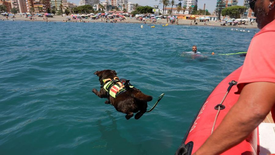 Pantai Levante di Spanyol memiliki sekelompok anjing yang terlatih untuk menyelamatkan pengunjung yang terbawa arus air. (REUTERS/Jon Nazca)