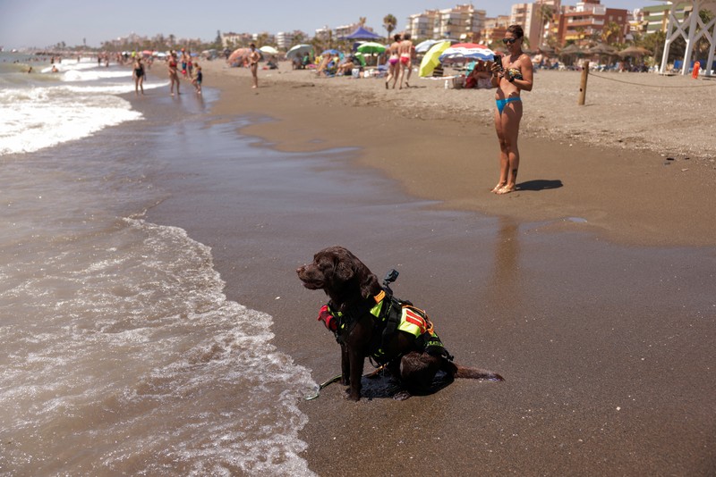 Pantai Levante di Spanyol memiliki sekelompok anjing yang terlatih untuk menyelamatkan pengunjung yang terbawa arus air. (REUTERS/Jon Nazca) Pantai Levante di Spanyol memiliki sekelompok anjing yang terlatih untuk menyelamatkan pengunjung yang terbawa arus air. (REUTERS/Jon Nazca)