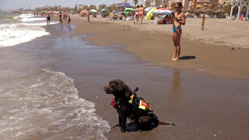 Pantai Levante di Spanyol memiliki sekelompok anjing yang terlatih untuk menyelamatkan pengunjung yang terbawa arus air. (REUTERS/Jon Nazca)