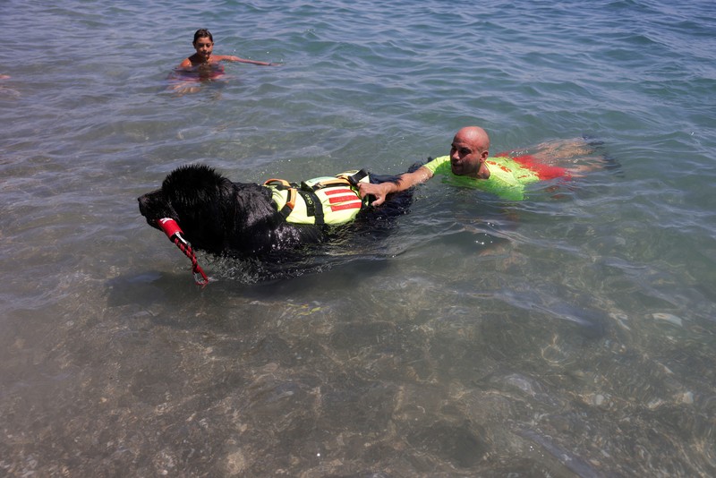 Pantai Levante di Spanyol memiliki sekelompok anjing yang terlatih untuk menyelamatkan pengunjung yang terbawa arus air. (REUTERS/Jon Nazca) Pantai Levante di Spanyol memiliki sekelompok anjing yang terlatih untuk menyelamatkan pengunjung yang terbawa arus air. (REUTERS/Jon Nazca)