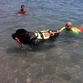 Unik! Pantai di Spanyol Gunakan Anjing Jadi Tim Penyelamat