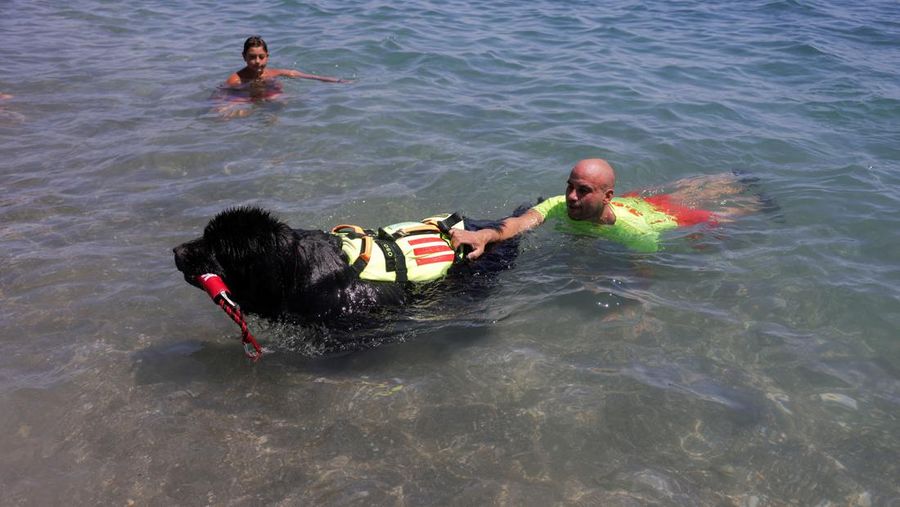 Pantai Levante di Spanyol memiliki sekelompok anjing yang terlatih untuk menyelamatkan pengunjung yang terbawa arus air. (REUTERS/Jon Nazca)