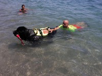 Unik! Pantai di Spanyol Gunakan Anjing Jadi Tim Penyelamat