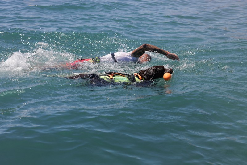 Pantai Levante di Spanyol memiliki sekelompok anjing yang terlatih untuk menyelamatkan pengunjung yang terbawa arus air. (REUTERS/Jon Nazca) Pantai Levante di Spanyol memiliki sekelompok anjing yang terlatih untuk menyelamatkan pengunjung yang terbawa arus air. (REUTERS/Jon Nazca)